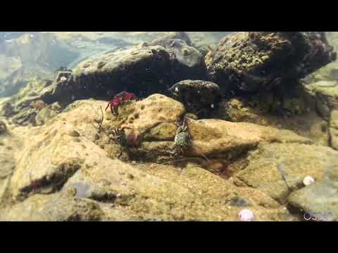 TIDE POOL UNDERWATER: FALL ASLEEP IN 10 MINUTES-Relaxing Sleep Video and Sound
