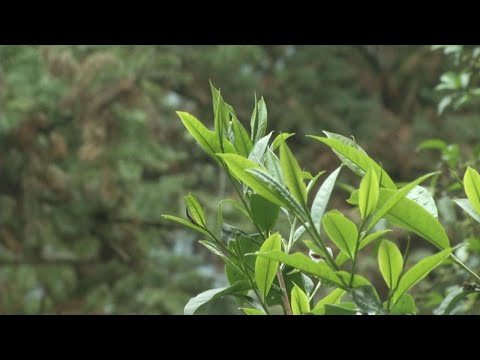 【台灣茶】台灣山茶前傳|藏在深山裡的本土原生茶種(我們的島 第956集 2018-05-28)