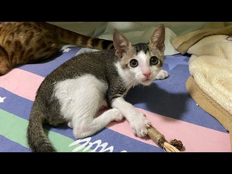 10號風球下既貓播🐱🐱🐱