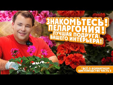 ВСЁ О КОМНАТНОМ ЦВЕТОВОДСТВЕ! ЧАСТЬ 2 ЗНАКОМЬТЕСЬ! ПЕЛАРГОНИЯ! Лучшая подруга вашего интерьера!