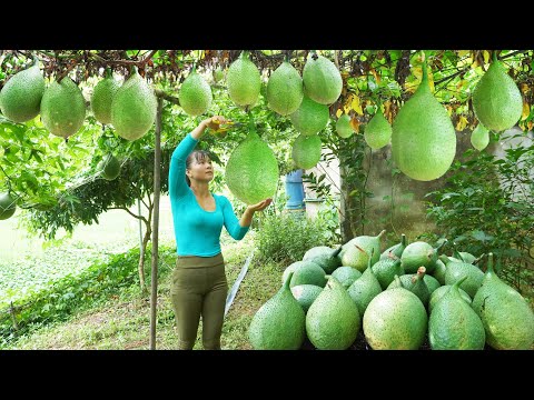 Harvesting GAC Fruit Go to countryside market sell, Grow Vegetable || Phương - Free Bushcraft