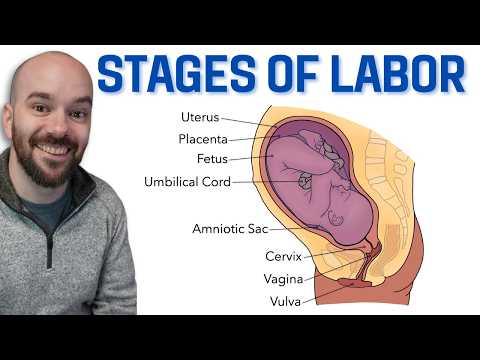 Stages of Labor (Dilation, Expulsion, Placental)