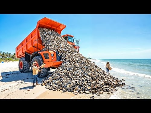 Florida Dumped 500,000 Tons of Oyster Shells Offshore — What Formed There Is Unbelievable