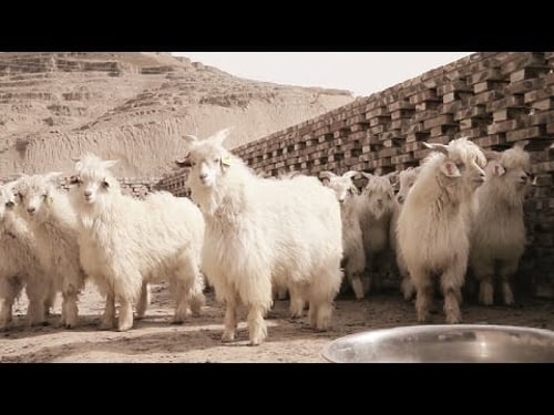 Imagefilm FTC - The white Gold (English Full video)