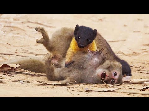 20 TIMES ANIMALS MESSED WITH THE WRONG OPPONENT