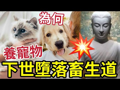 #佛禪 養寵物竟會「墮落畜生道?」主人不得不知的因果業力!今世養寵物小心了!