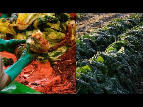 김장날엔 역시 보쌈! 배추 뽑고 김치 담그는 겨울날|김밥부터 겉절이· 랍스터까지 잘먹어요