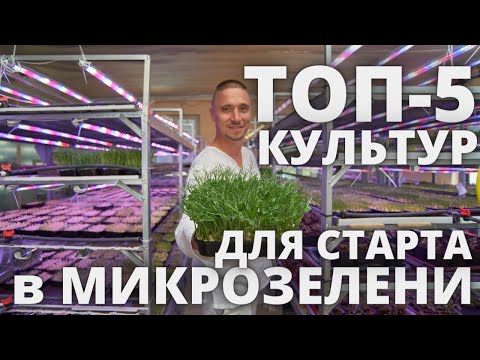 Микрозелень дома лучшие культуры для выращивания своими руками огород в квартире круглый год