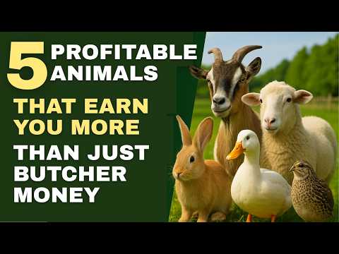 5 Profitable Animals That Earn You More Than Just Butcher Money