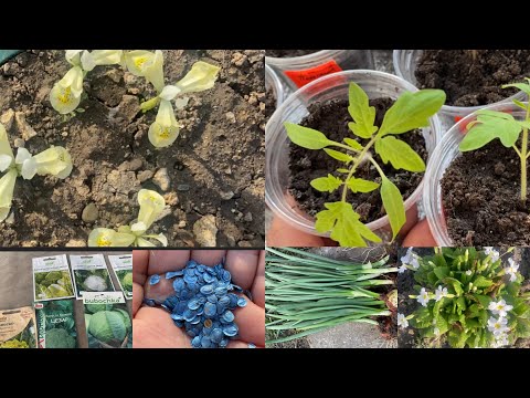 Посіяла капусту,пастернак,петрушку.@Розцвіли іриси Денфорда.Роботи на хуторі.Розвалили пів будинку.