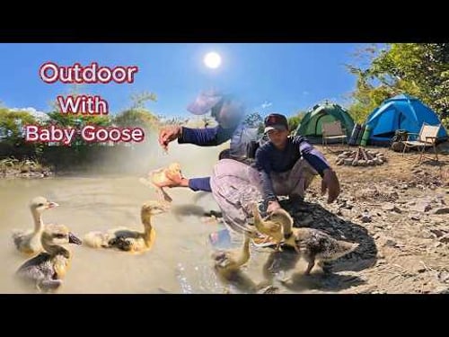 Outdoor Backpacking Camping With Baby Goose In The Forest.