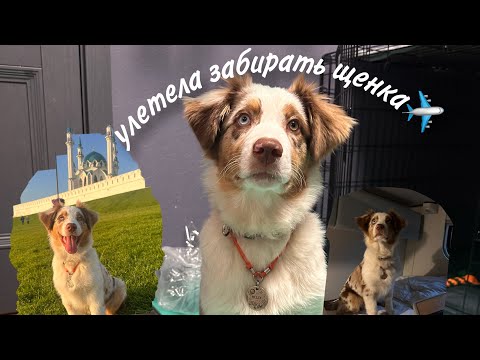 🐶ЗАБИРАЮ ЩЕНКА АУССИ || Полетела одна за ЩЕНКОМ!!✈️ || SOFIA LAND