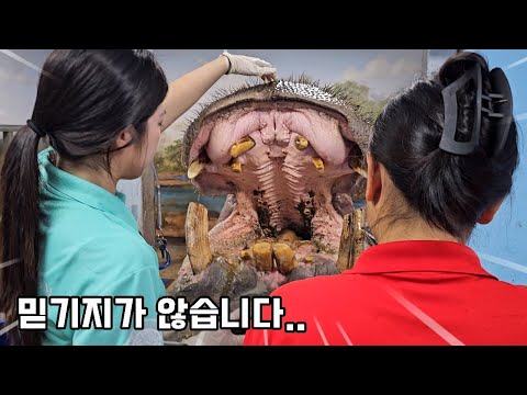 악어도 씹어먹는다는 하마 이빨을 씻겨주었는데...대박 신기합니다ㄷㄷ