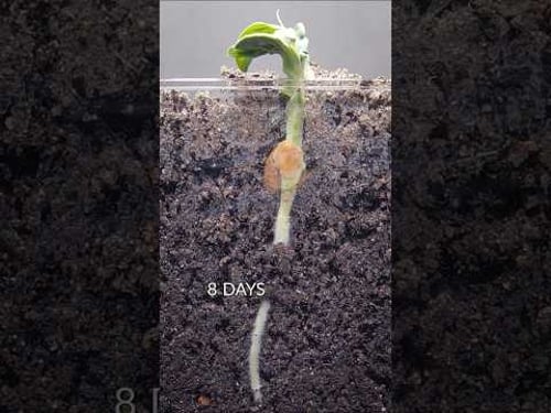 Pea growing underground