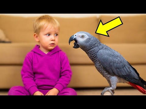 Parrot Screamed "HOT" 200 Times At Night. What Doctors Found Made Parents CRY!!