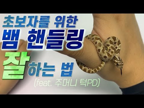 How to handle a snake, what should I do?