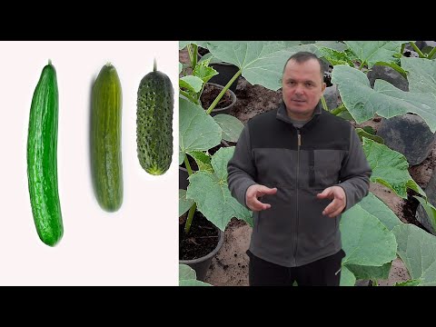 Какие огурцы лучше всего подойдут для открытого грунта.