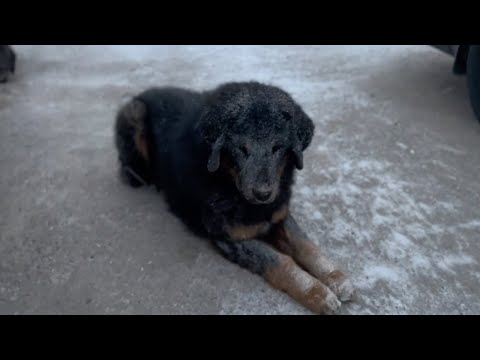 Pregnant with six children, she wandered through the snowstorm looking for safe shelter