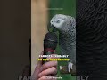 How Can Parrots Talk?