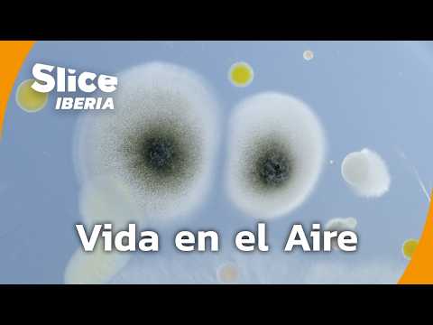 Plankton Aéreo: La Vida Invisible que Respiramos | SLICE Iberia | DOCUMENTAL COMPLETO