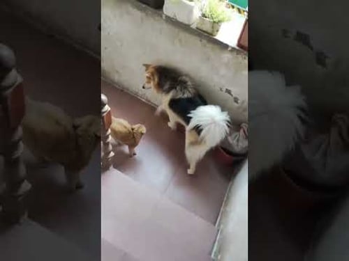 Funniest cat and dog videos of the week😂 #cats #funnycats #funnypets #funnyvideos #shortvideo