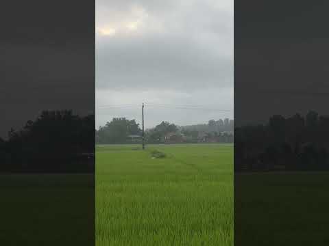 Đồng lúa thẳng cánh cò bay vào một buổi sớm mai #nature #countryside #chualanh #villagelife