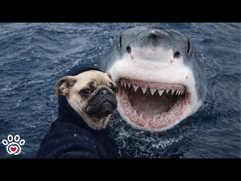 This Dog Brought A Whole Cow Home