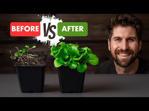13 Seed Starting Mistakes I've Made - Here's How to Avoid Them!