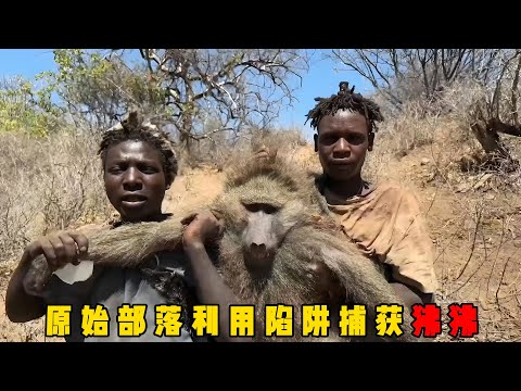 非洲原始部落男人以身为饵,徒手捕获7米长巨蟒,原始部落中的狩猎天才,在20米树顶上攻击狐蝠,方法让人大开眼界 ,非洲哈扎比部落抓狒狒,中途意外收获一头疣猪#documentary #动物 #纪录片