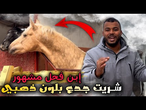 شـريت جدع بلون ذهبي 🥇 بلوريقات عندوا أصل مليح وجدعة بنت بطل الأبطال 👌 واش كين مليح ولا لا 🤔