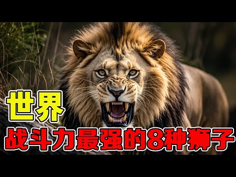 Top 8 Strongest Lions Ranked - Do You Think Tigers Can Really Beat All Lions? 【Black Soil Diary】