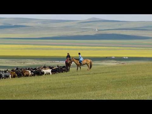 A 10-Year-Old Mongolian Nomad Girl Learning Traditional Herding | Summer Vacation #documentary