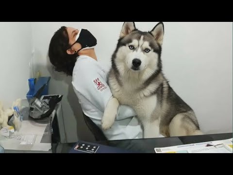 You Will Die Laughing At These Husky Dogs 😂 Funny Dog videos 2026
