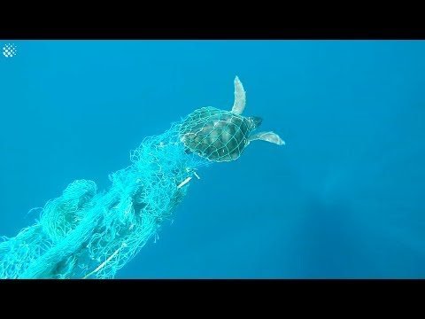 Struggling Sea Turtle Saved From Fish Netting In The Maldives
