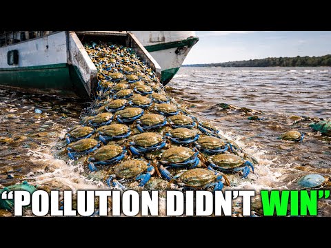 Scientists Released 10,000 Crabs Into a Dead River — What Happened Next Shocked Them
