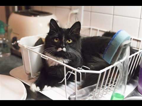 Cats Being JERKS 🙀 | FUNNIEST Cat Shorts