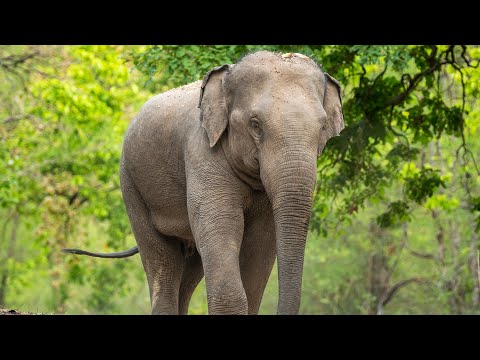 Why Are Ancient War Elephants Being Shot?