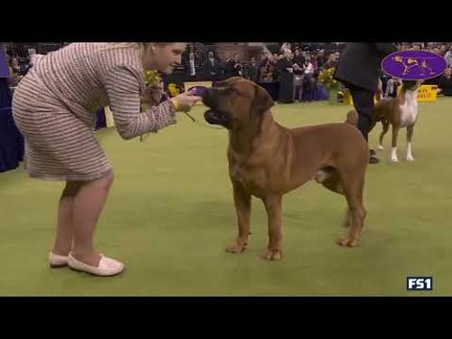 The Working Group | Westminster Kennel Club 2026