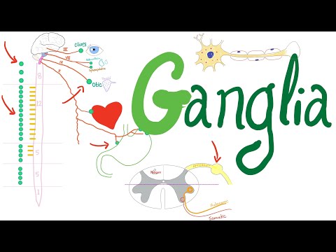 What's a Ganglion? - Autonomic Nervous System (ANS) — Neuro Physiology
