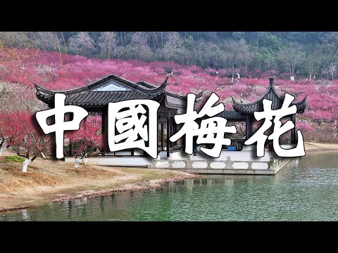 中國十個絕美賞梅地! 走過5個算你厲害,全都征服的話,你就是梅花達人!【樂樂視界】