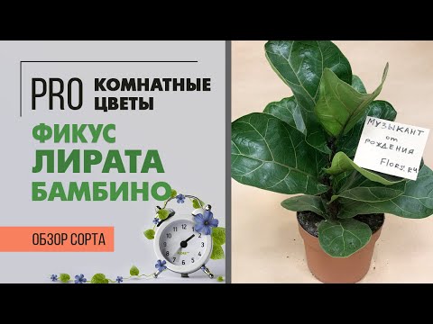 Несравненный Фикус Лирата Бамбино | Вы знаете много видов? | Комнатный цветок фикус