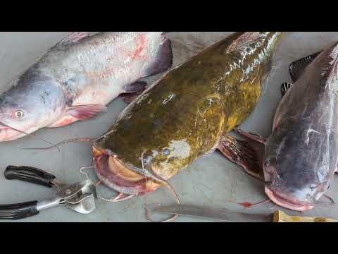 How To Skin & Cut up Catfish PawPaw's OLD SCHOOL Way!!! (Cleaning Blue & Flathead Catfish)