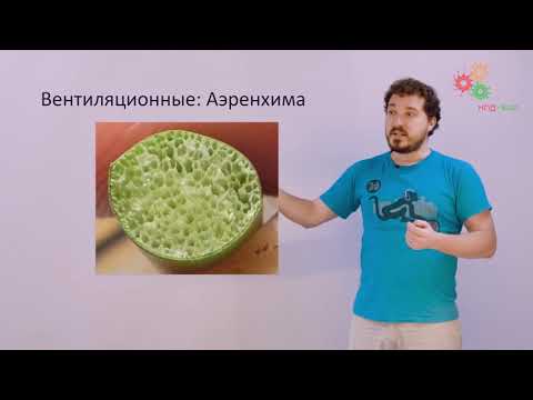 Анатомия растений. Ткани высших растений (Вислобоков Н. А.)