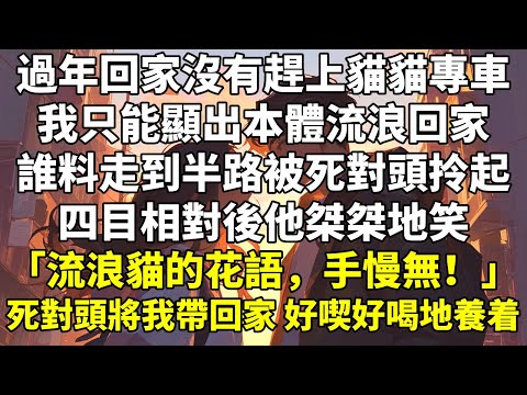 過年回家沒有趕上貓貓專車,我只能顯出本體,流浪回家。誰料走到半路被死對頭拎起,四目相對後,他桀桀地笑:「流浪貓的花語,手慢無!」死對頭將我帶回家,好喫好喝地養着。