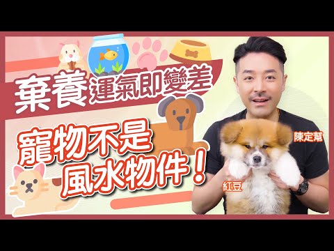 寵物不是風水物品 棄養會行衰運!|打破寵物風水迷思 屬龍一定不能養狗?|寵物影響財運、子女宮?|風水魚不能隨便養 分分鐘影響運氣!|家居風水|陳定幫 Clement Chan (中文字幕)