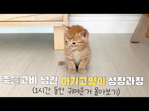 아기고양이가 캣초딩이되고 어른고양이가 되기까지의 과정(1시간동안 귀여움 몰아보기)