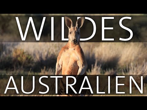 Wildes Australien (Teil 1): Im Reich der Riesenkängurus | Erlebnis Erde