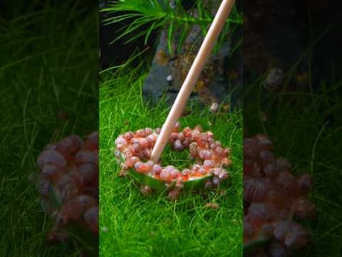 watch what happens when I put a cucumber in this aquarium