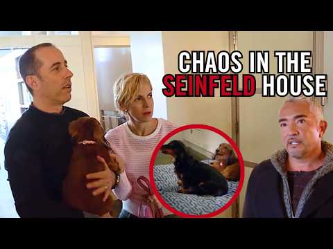 Helping Jerry Seinfeld With His Dachshunds | Cesar 911 Throwbacks