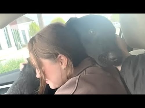 Dog's emotional response to freedom from shelter